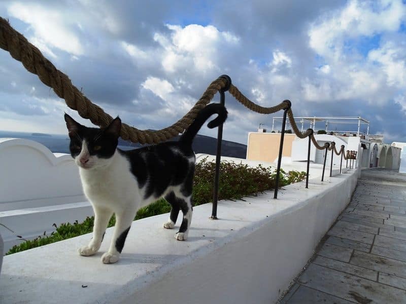cats-in-Santorini