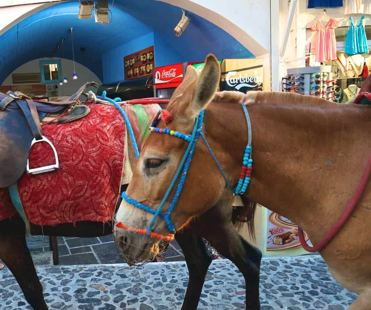 donkey ride in Santorini
