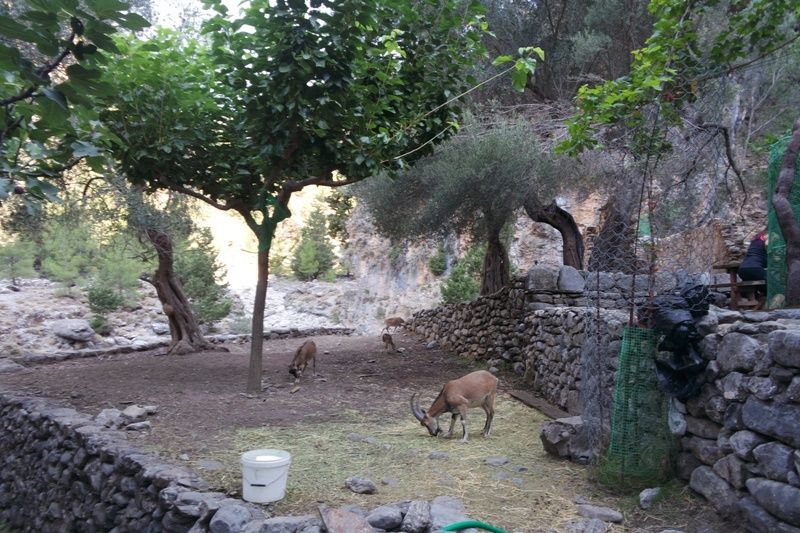 Cretan Kri Kri at the Samaria Gorge