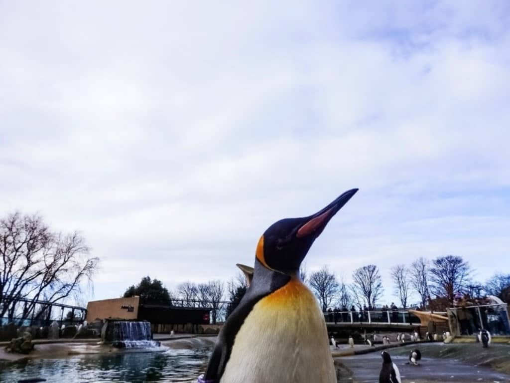 Edinburgh Penguin