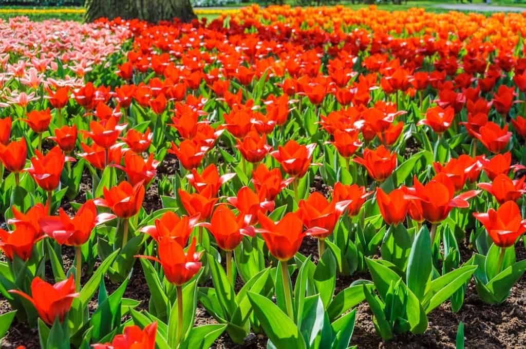 tulips in keukenhof - best places to visit in May 2017