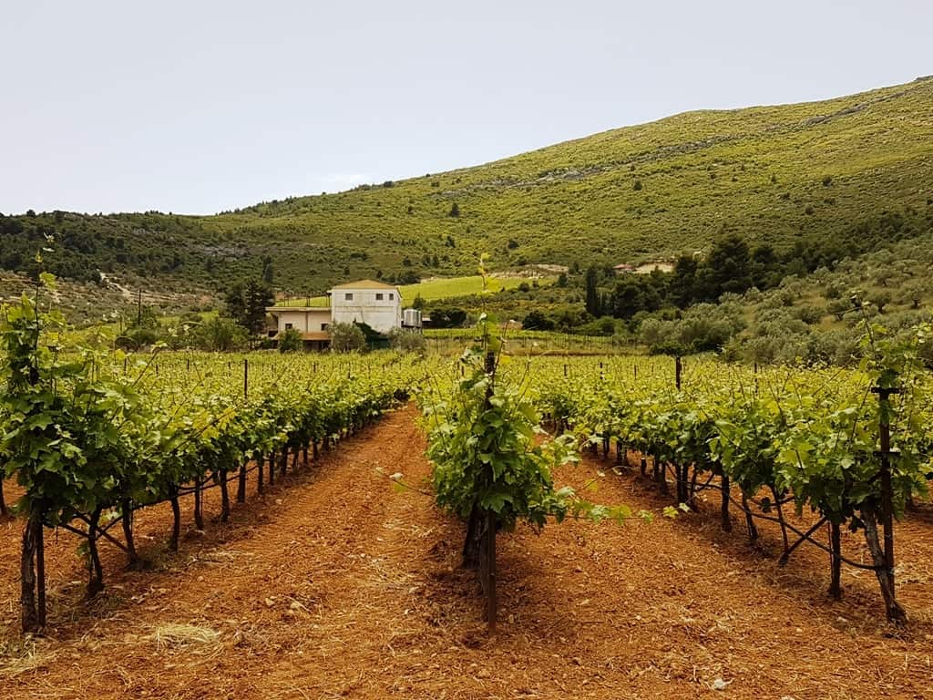 A wine tasting tour from Athens with Greece2Taste
