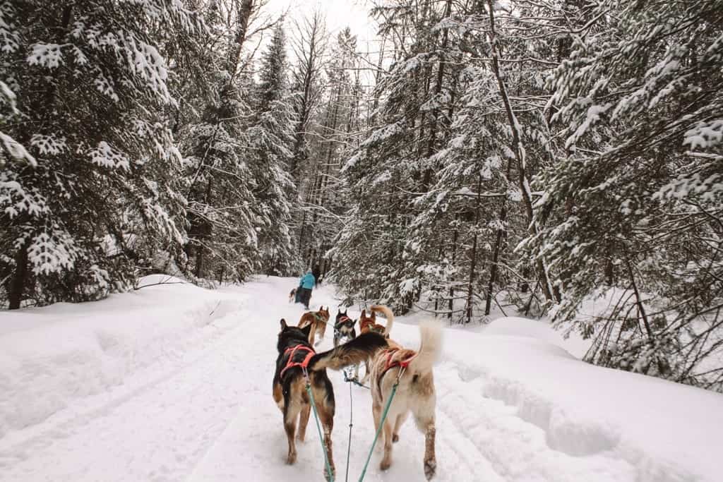 Dogsledding in Huntsville Ontario - places to visit in winter