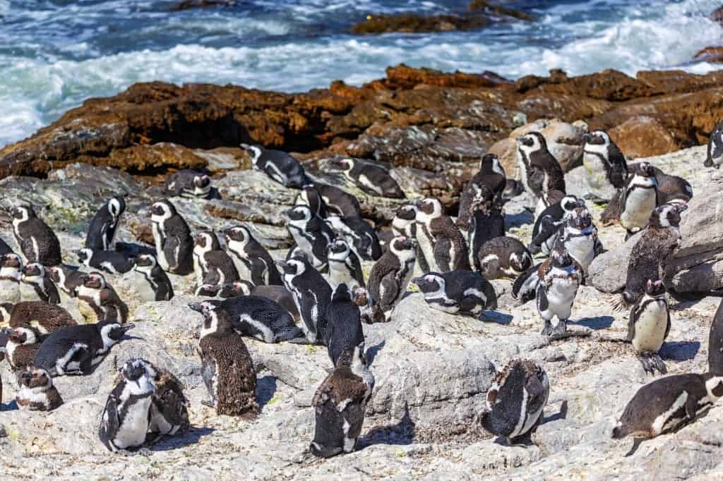 Betty’s Bay - best places to visit in South Africa