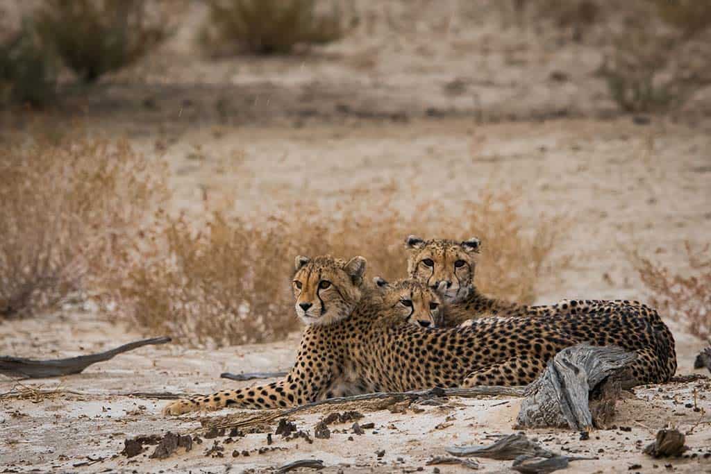 Cheetah family in Kgalagadi Transfrontier Park