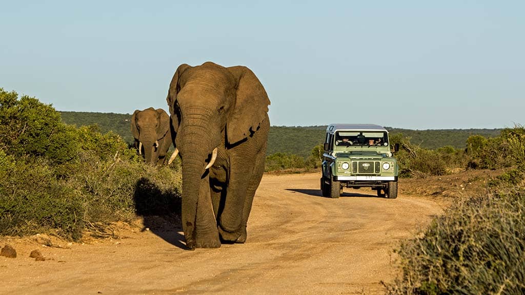 Addo National Park, South Africa