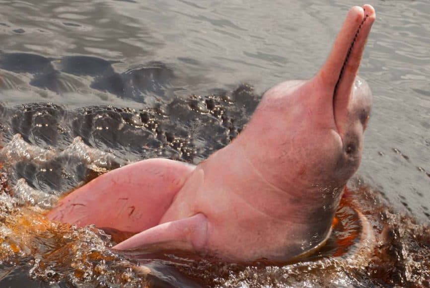 Interesting Facts about the Pink Dolphin of the Amazon