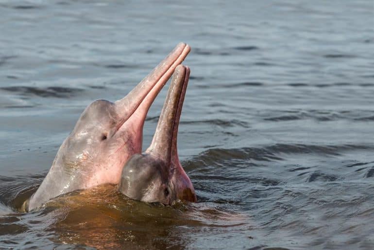 Interesting Facts about the Pink Dolphin of the Amazon ...