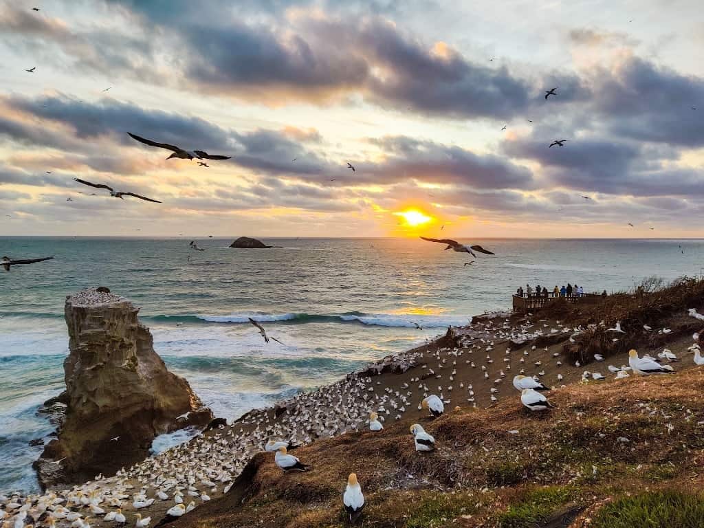 Muriwai Beach