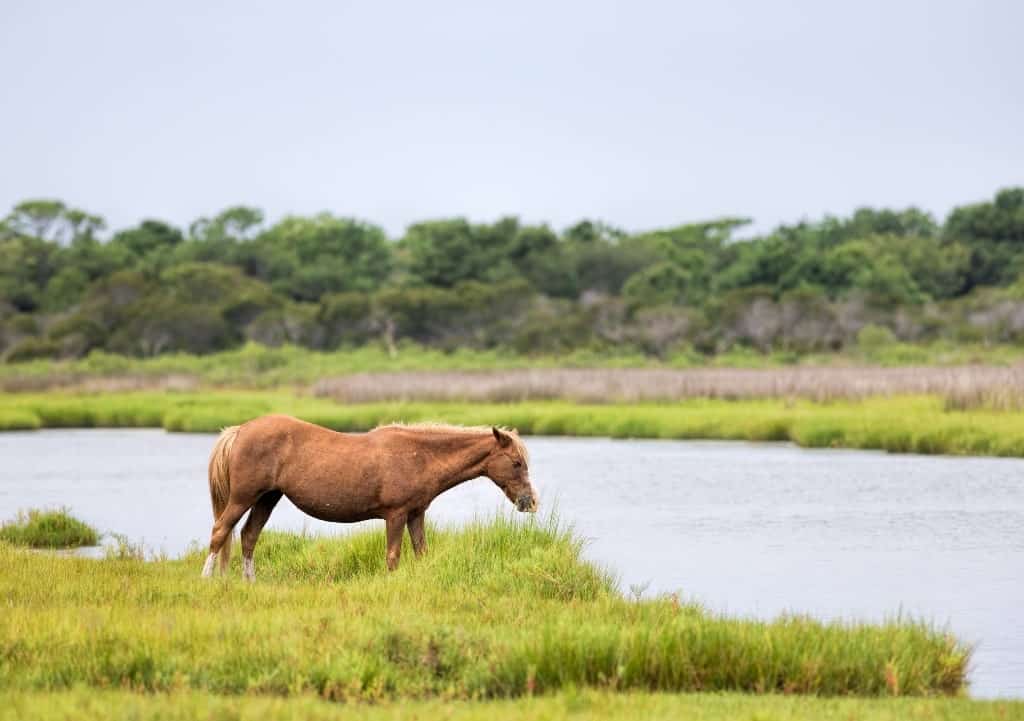 A Wild pony, horse, of Assateague Island, weekend getaways in Virginia