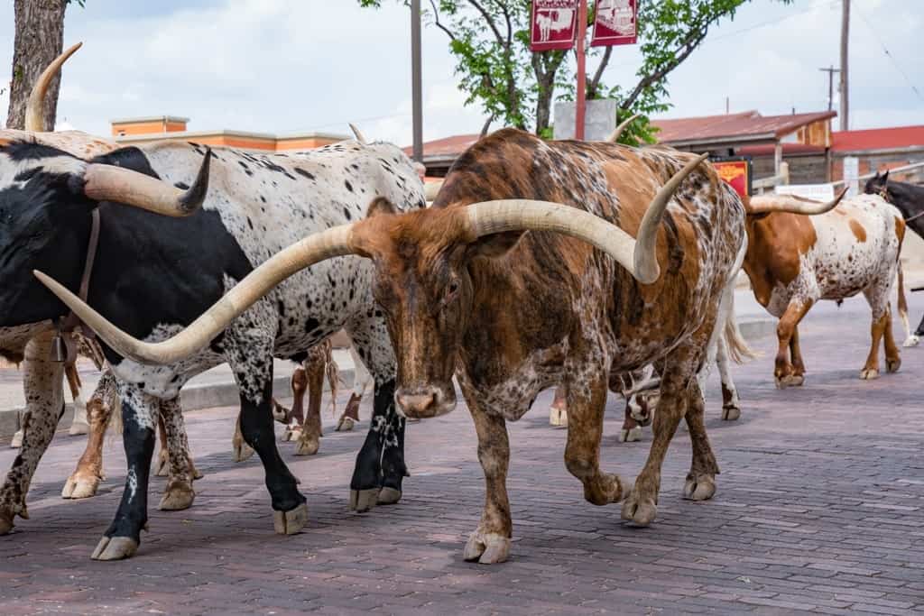 Longhorn Cattle Drive at the stockyards of Fort Worth, Texas
 - weekend getaways in Texas