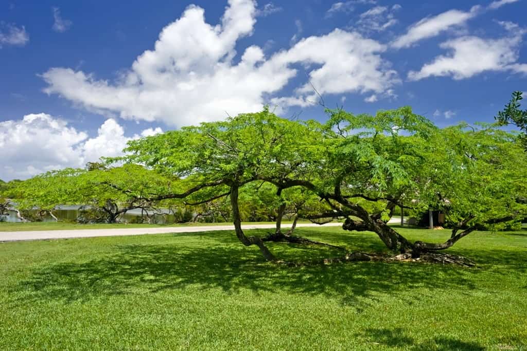 Fairchild Tropical Botanical Garden - Miami itinerary