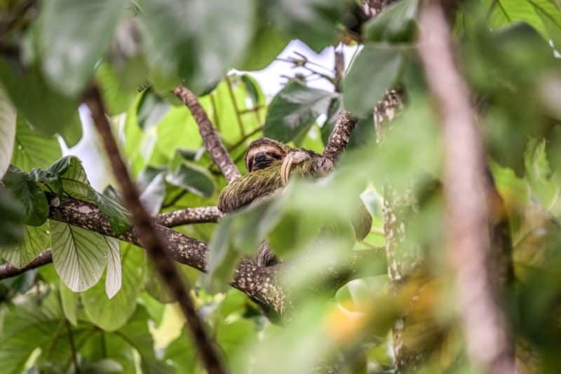 sloth, Costa Rica