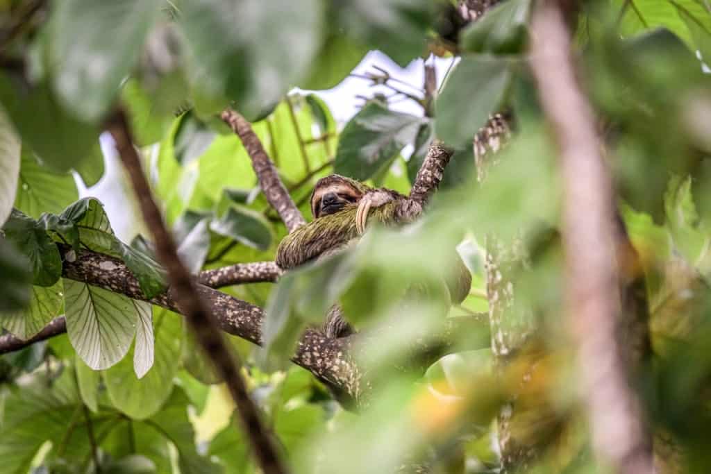 where to visit sloths in costa rica