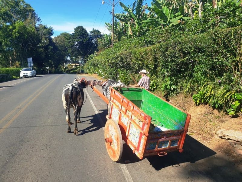 traditional ox cart on the roads of Costa Rica