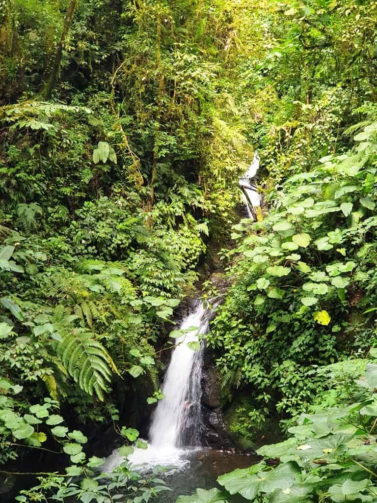 waterfall in Monteverde cloud forest
