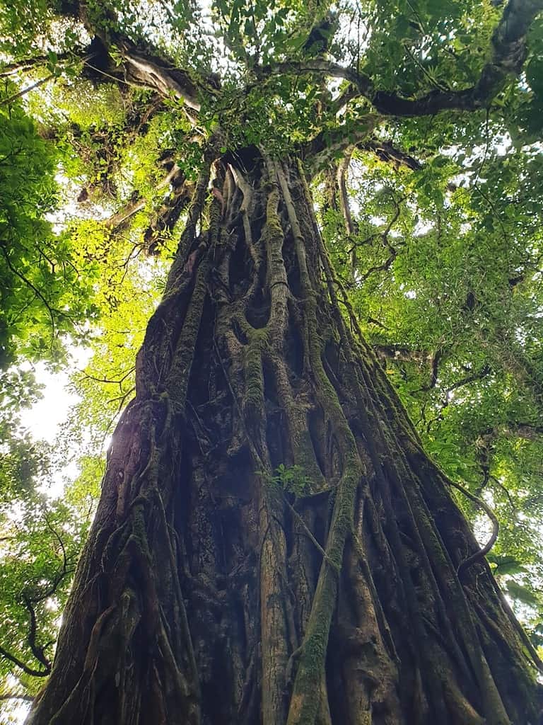 Monteverde Cloud Forest costa rica
