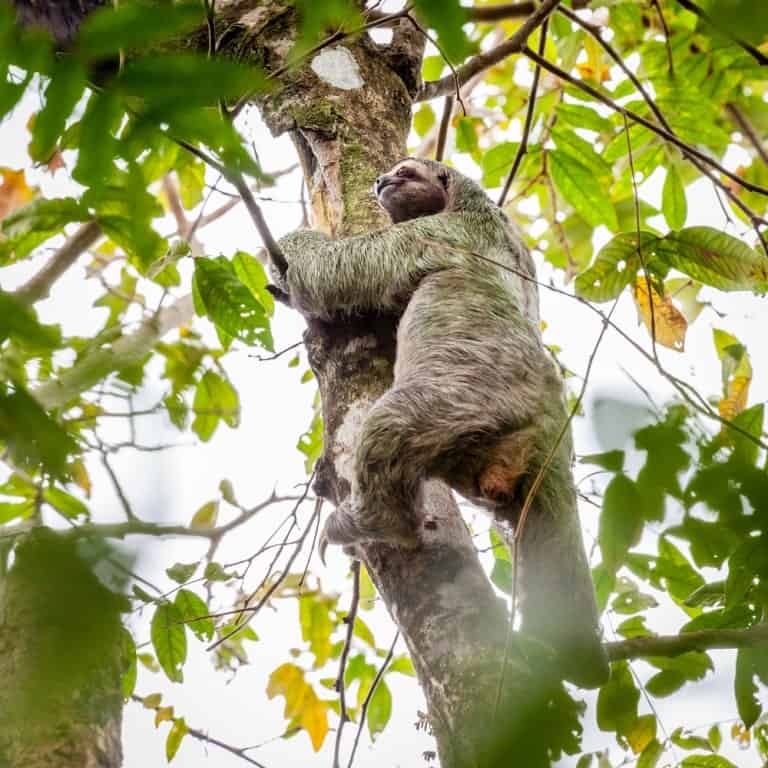 Brown-throated Sloth in Costa