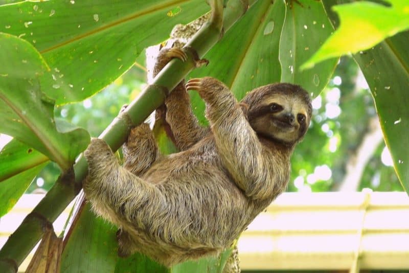 where to spt sloths in Costa Rica - Puerto Viejo