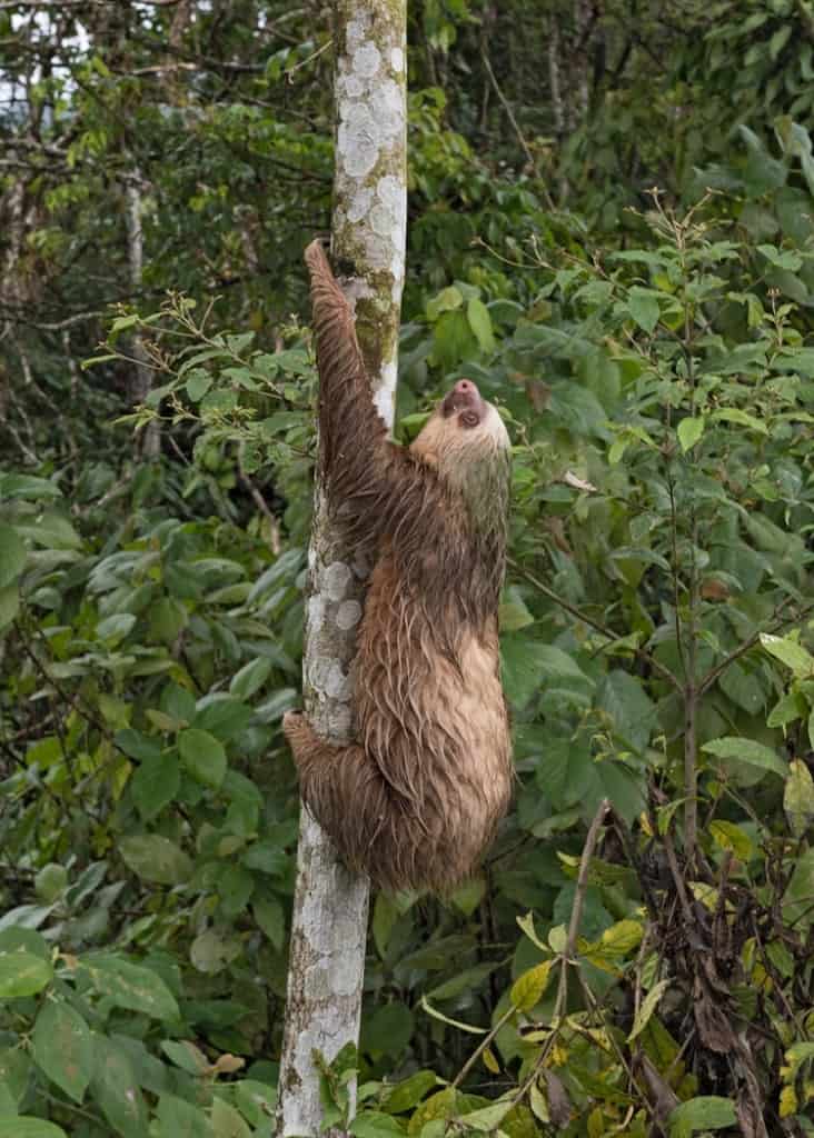 where to see sloths in Costa Rica - La Fortuna Arenal