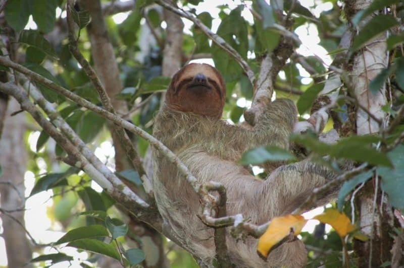 sloth in Tortuguero Costa Rica