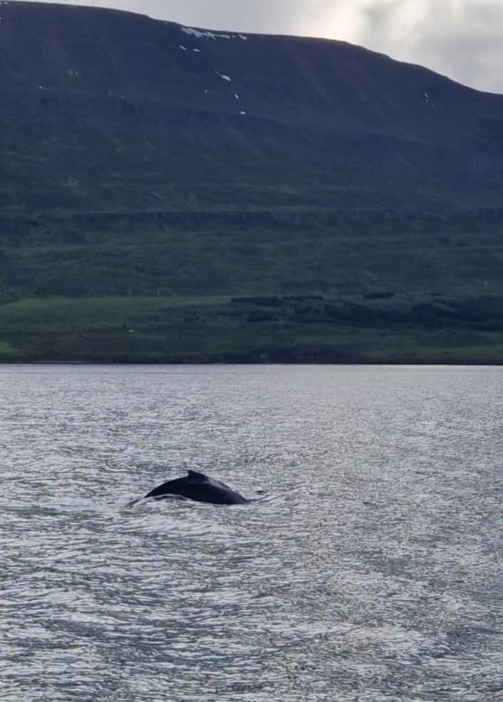 whale watching is one thing Iceland is known for