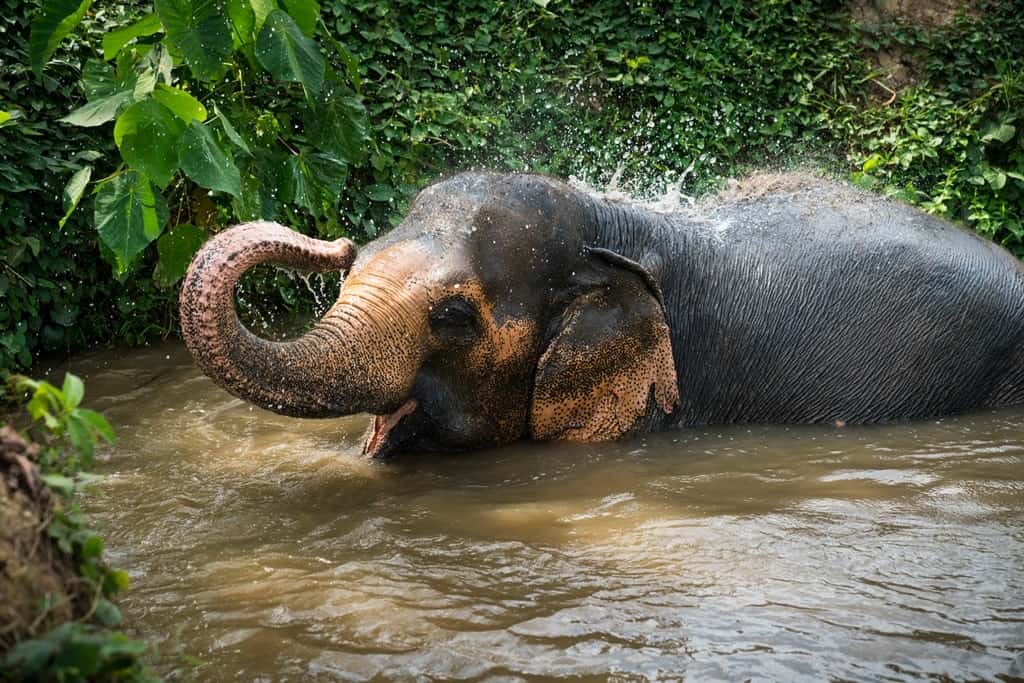 Thailand is known for the elephants
