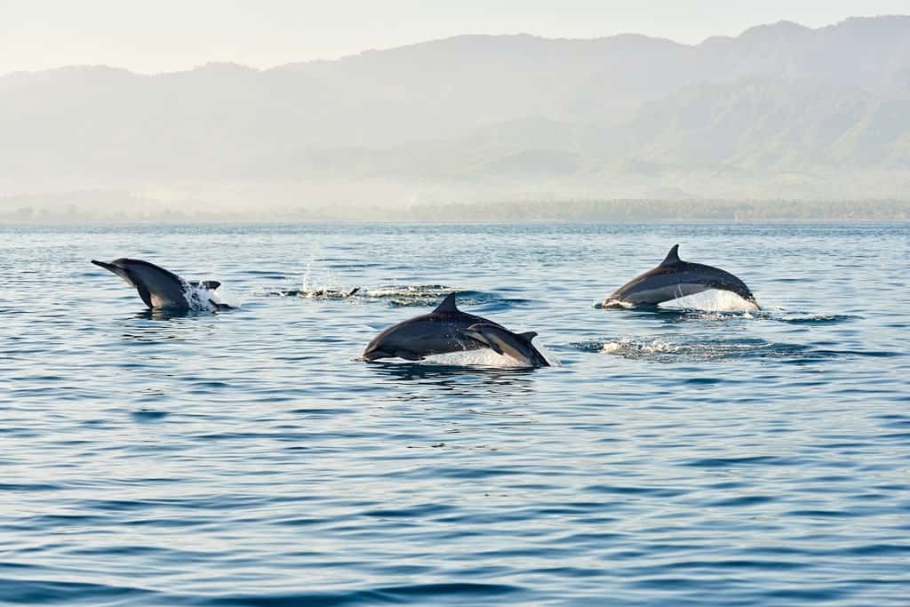 dauphins à Bali