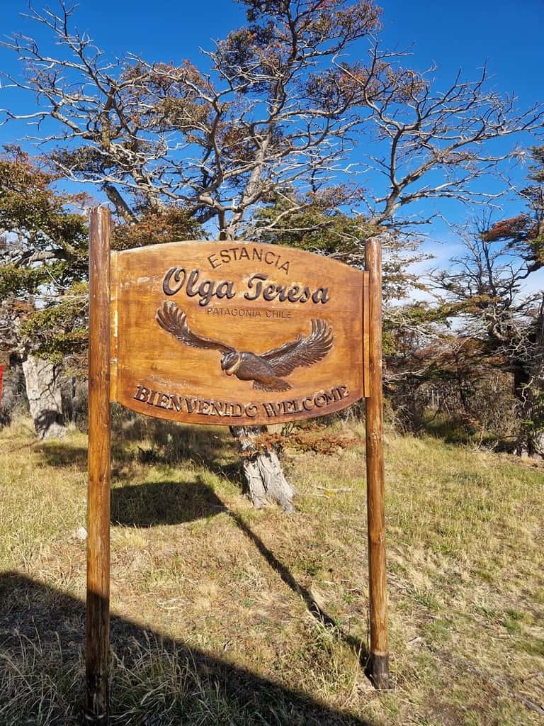 Condor Sighting at Estancia Olga Teresa  - Things to do near Punta Arenas