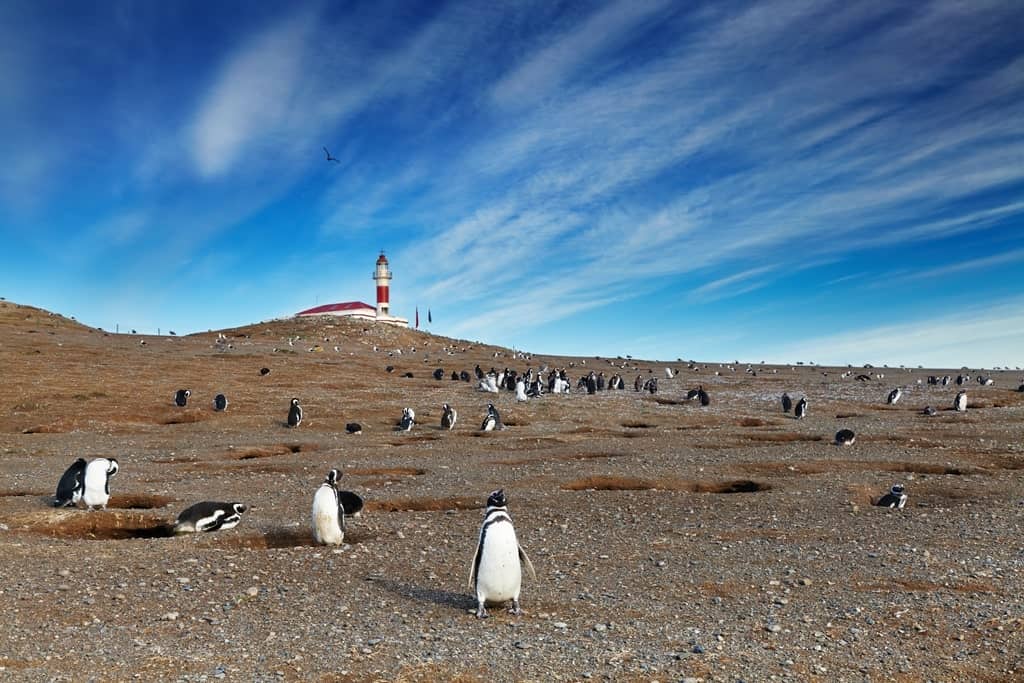 Day trip to Magdalena Island - Things to do in Punta Arenas Chile