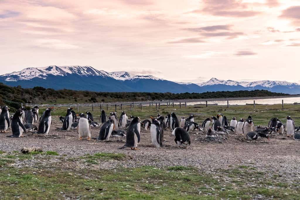 Isla Martillo island in Patagonia - what to do in Ushuaia