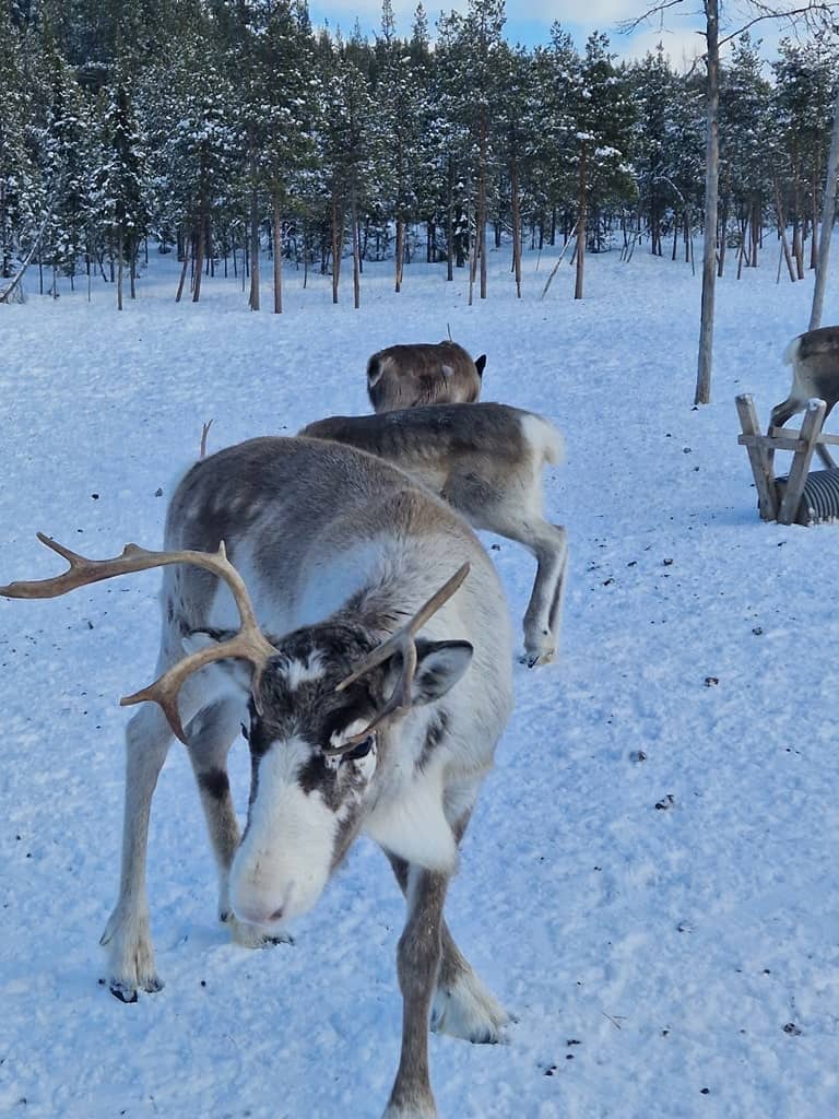 cute reindeers in the Lapland in winter