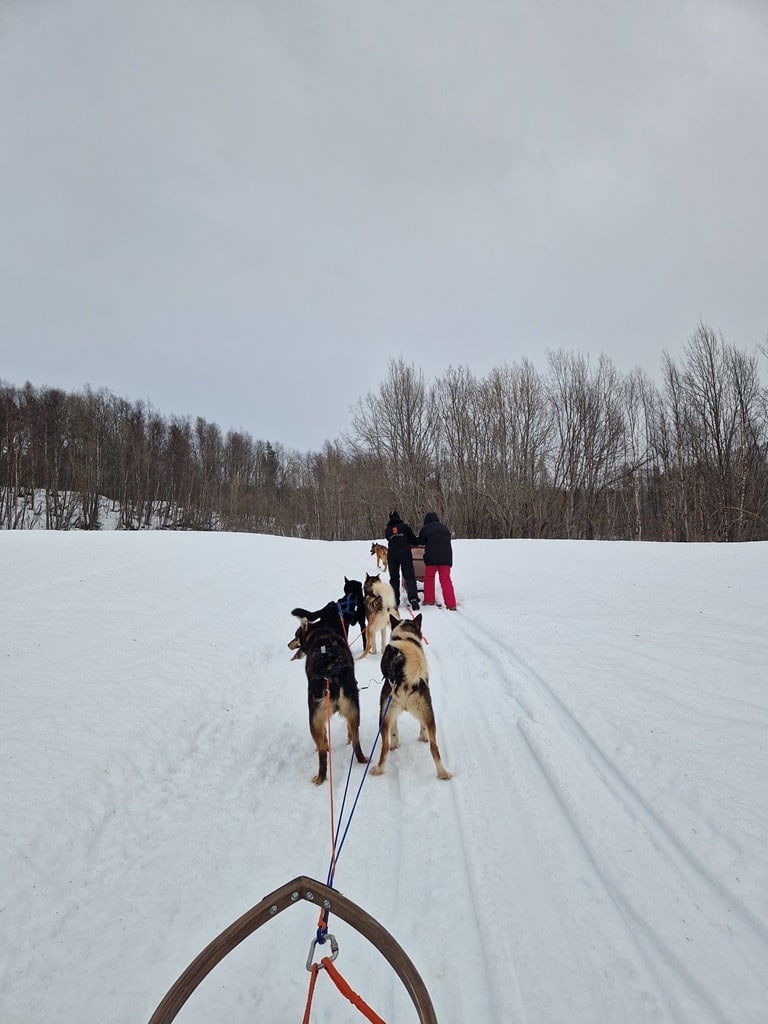 Husky Dog Sledding in the Lapland in winter