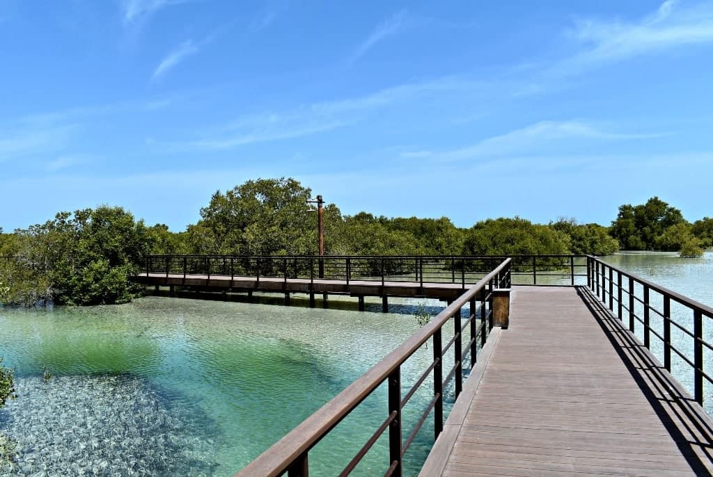 Mangrove National Park - things to do in Abu Dhabi in a day